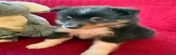 Shetland Sheepdog dogs for sale: Shetland sheepdog puppies  in Crediton - Advert 5