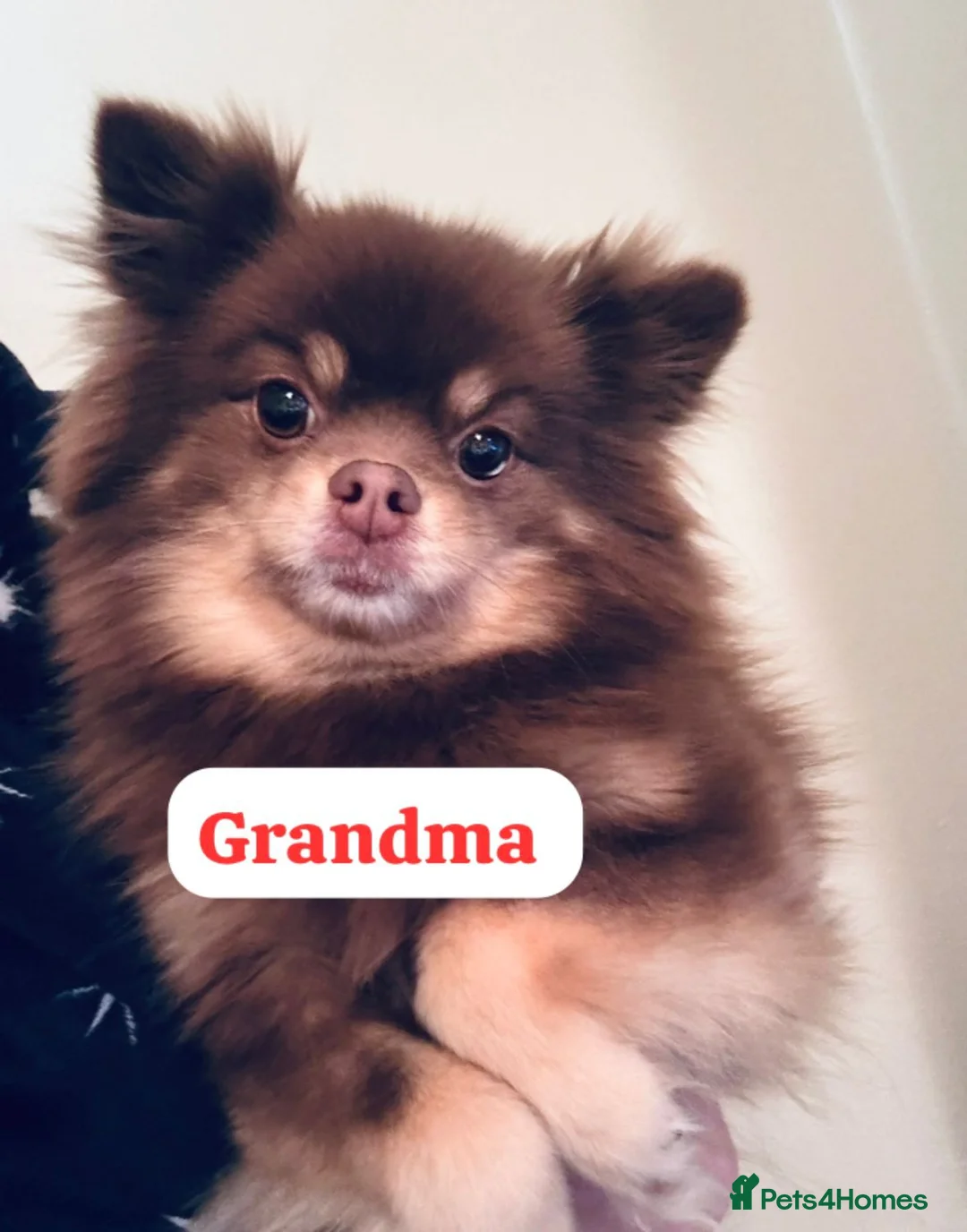 Pomeranian dogs for sale: Pomeranian puppies - Advert 7