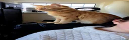 Mixed Breed cats for sale: Simba and Rambo looking for good home - Advert 19