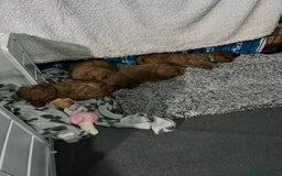 Cavapoo dogs for sale: Gorgeous Red Cavapoo Puppies - Image 8