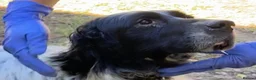 English Setter dogs for adoption: Bat   in Birkenhead - Advert 6