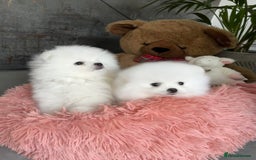Pomeranian dogs for sale: Beautiful Pomeranian Puppies - Image 3