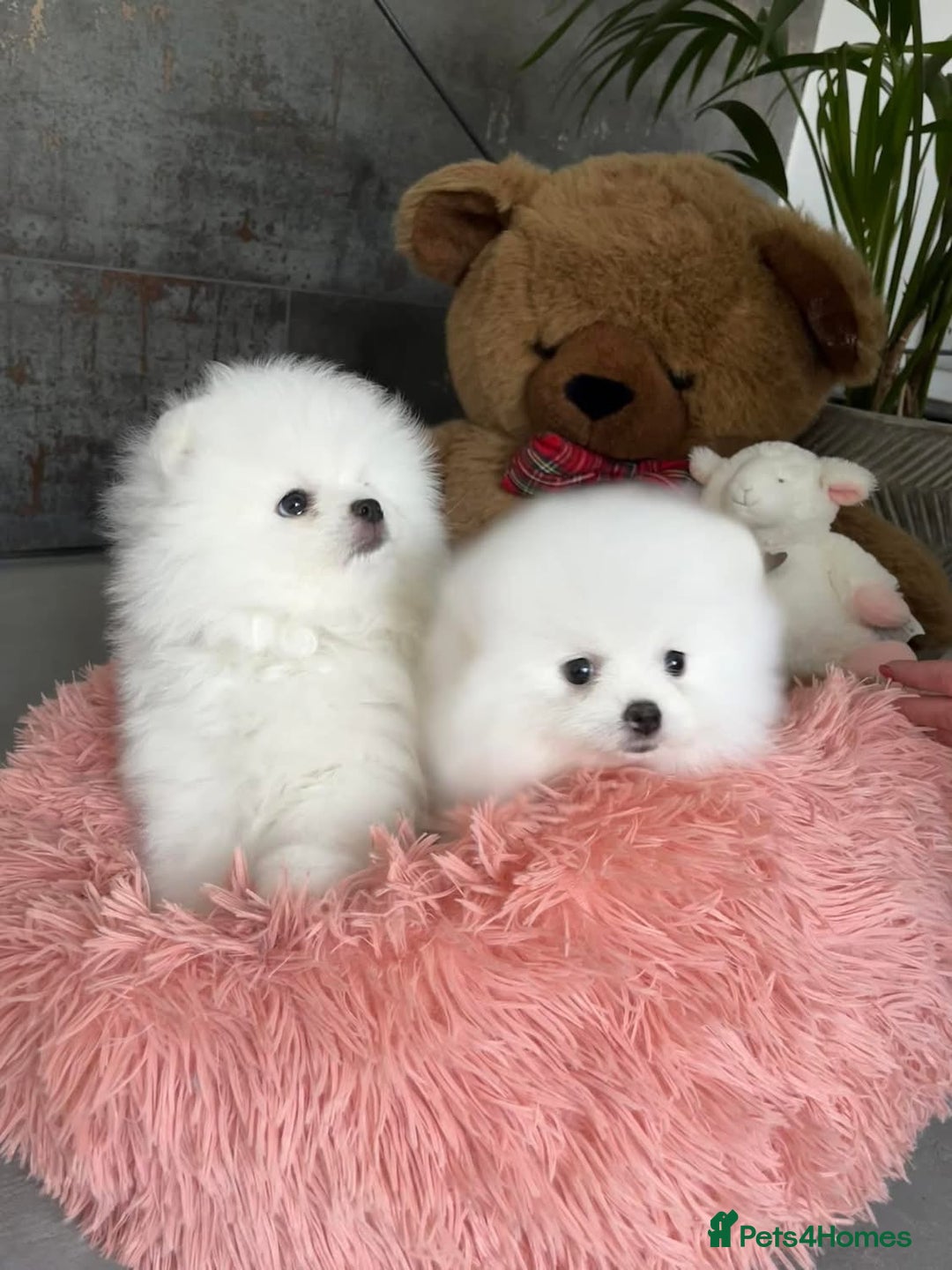 Pomeranian dogs for sale: Beautiful Pomeranian Puppies - Image 3