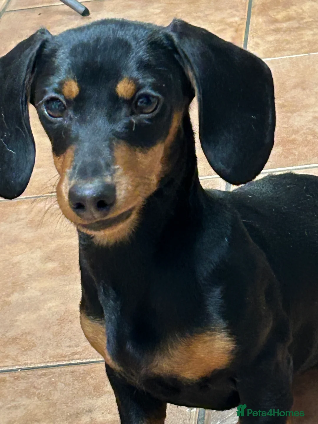 Miniature Dachshund dogs for sale: Miniature Dachshund Female Age 3 years - Advert 8