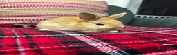 Mini Lop rabbits for sale: Mixed litter mini lops  - Advert 3