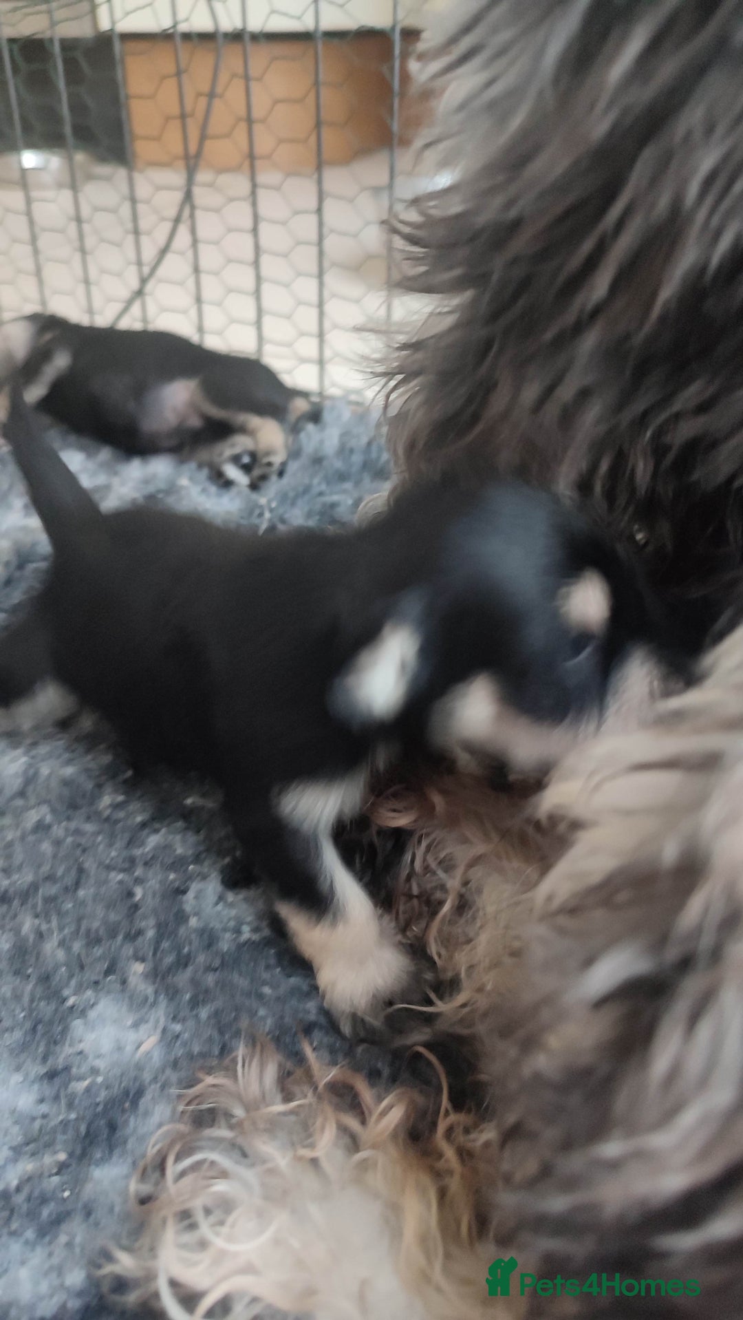 Miniature Schnauzer dogs for sale: Fully health tested and KC registered  - Advert 2