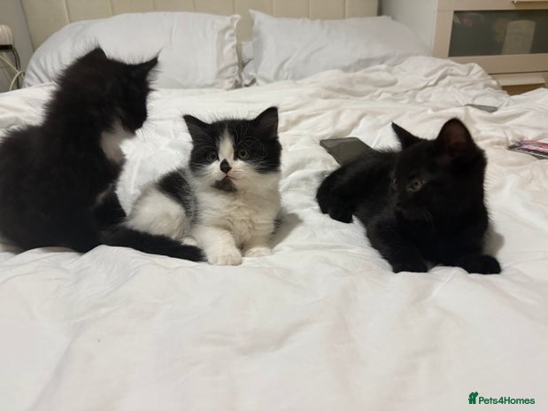Domestic Shorthair cats ✨4 Loving Kittens Ready Now ✨ - Advert 2