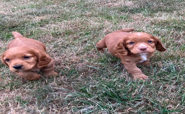 Cocker Spaniel dogs - Advert 15