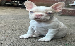 French Bulldog dogs for sale: Unique French bulldogs pups  - Image 7