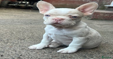 French Bulldog dogs - Advert 1