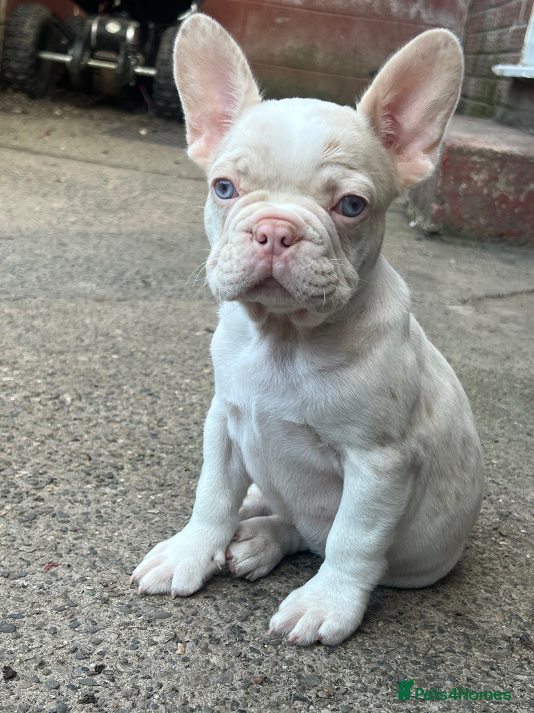 French Bulldog dogs for sale: Unique French bulldogs pups  - Image 7