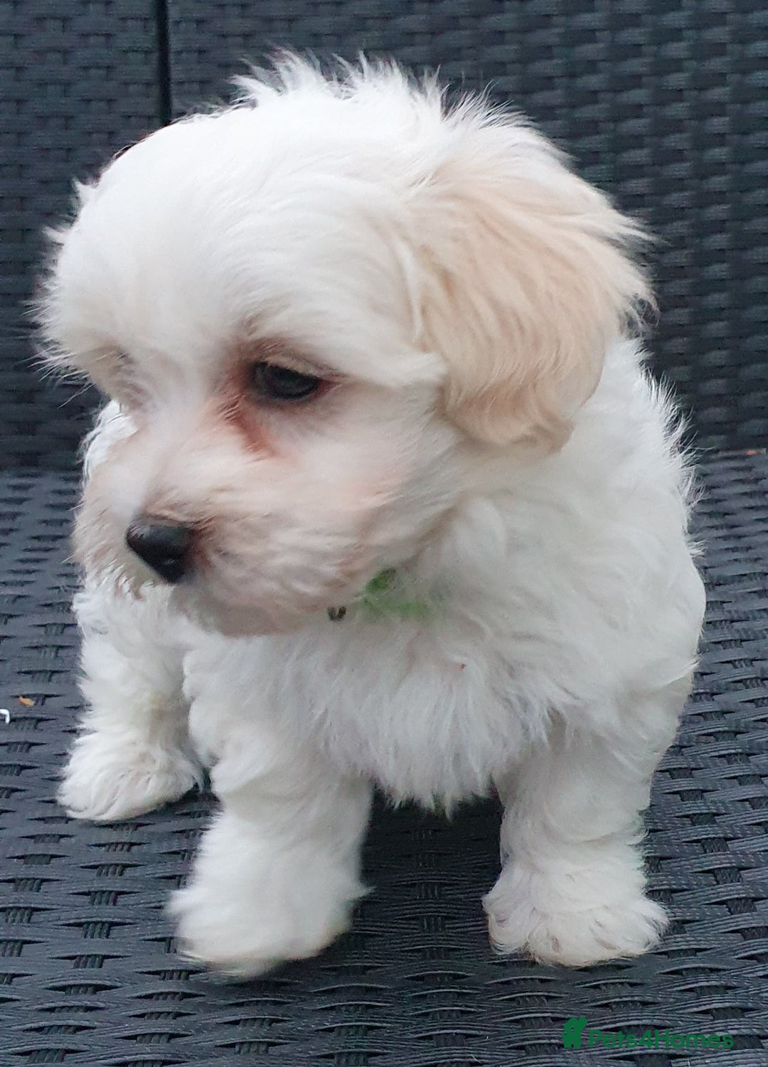Maltese dogs for sale: Maltese Puppy KC Registred 9 weeks old London EN5 - Image 19