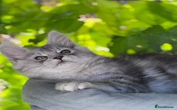 Maine Coon cats for sale: ✨🌟Beautiful The last little boy Maine Coon 😻🌟✨ - Image 6