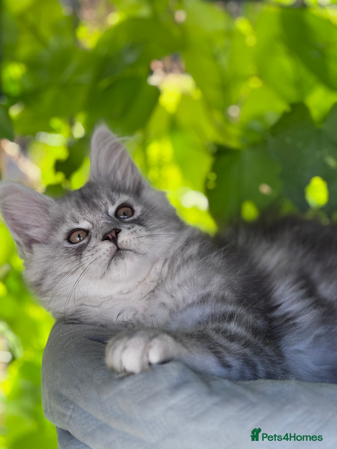 Maine Coon cats for sale: ✨🌟Beautiful The last little boy Maine Coon 😻🌟✨ - Image 6