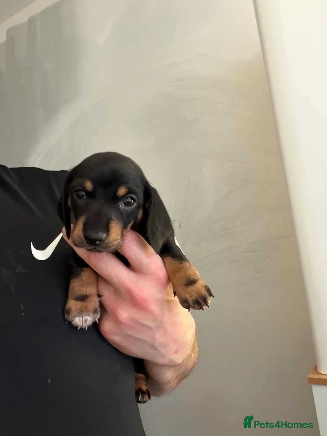 Dachshund dogs for sale: Dachshund Puppies – Exceptional Homes Only in Wallasey - Advert 4