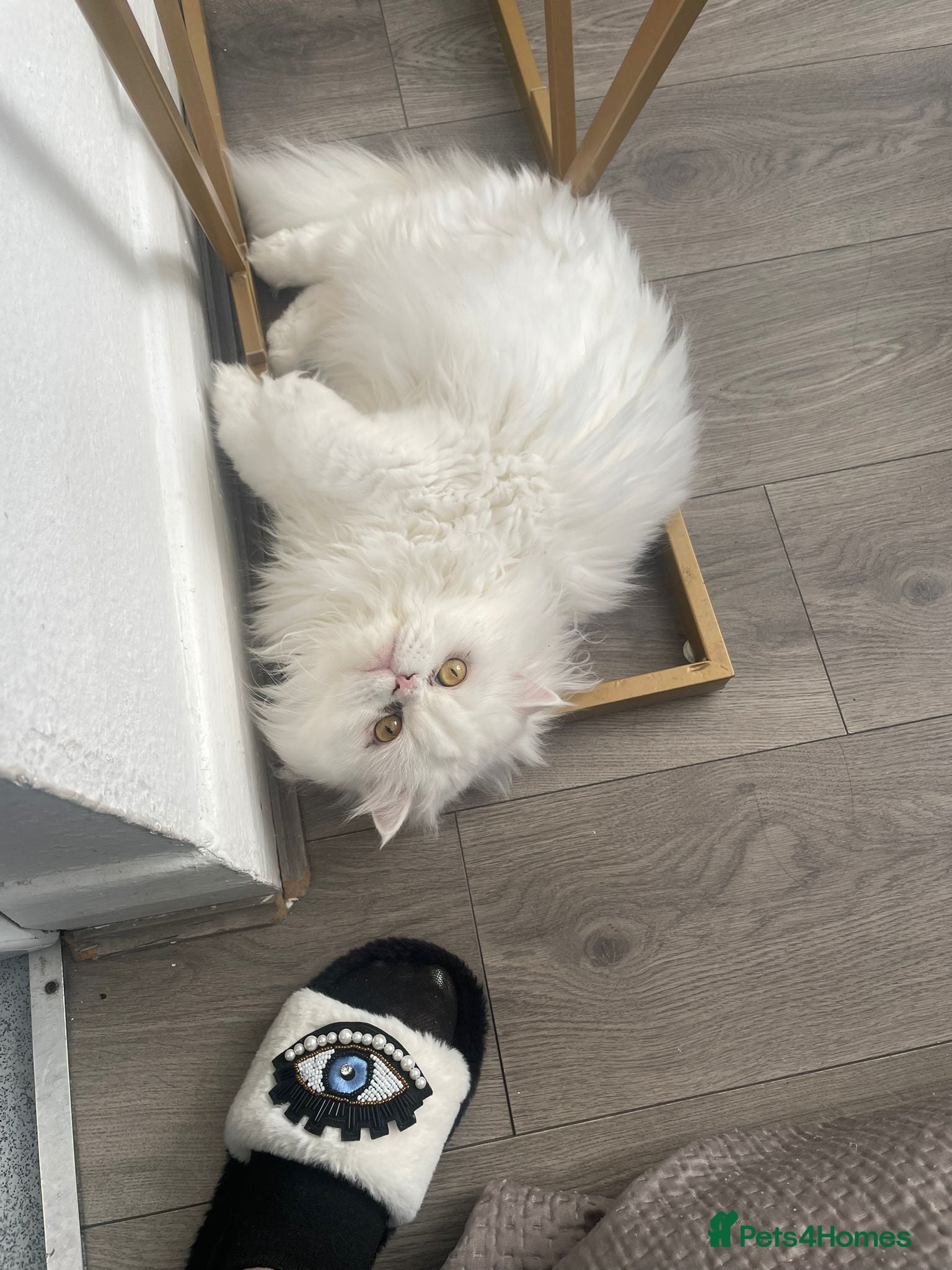 Mixed Breed cats  Persian kitten Reduced  - Advert 4