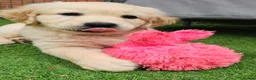 Golden Retriever dogs for sale: 5* Golden Retriver puppies in Wisbech - Advert 18