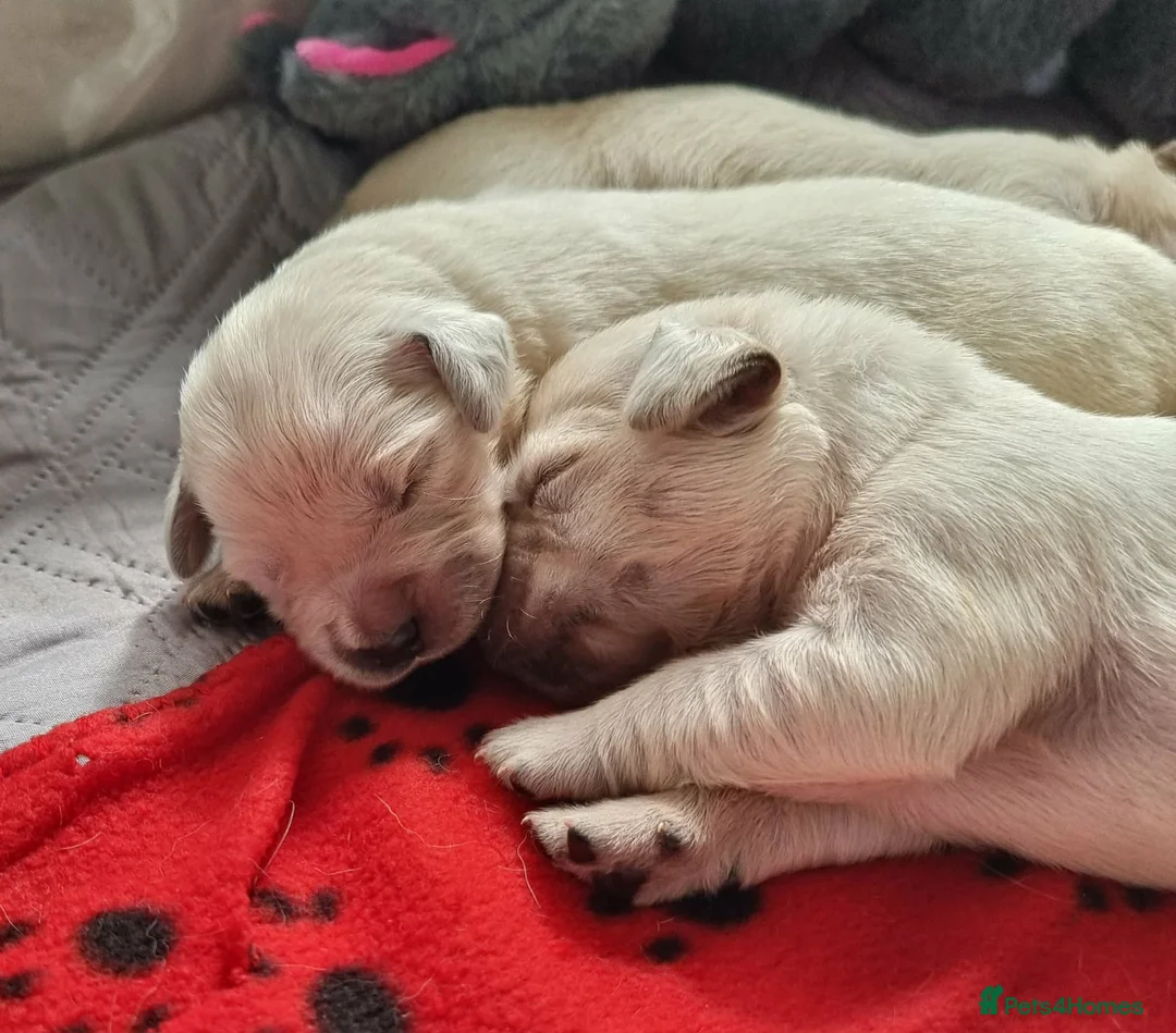 Golden Retriever dogs for sale: KC Golden Retriever Puppies – Waiting List Open - Advert 1