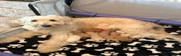 Goldendoodle dogs for sale: Beautiful golden doodle puppies for sale  in Norwich - Advert 33