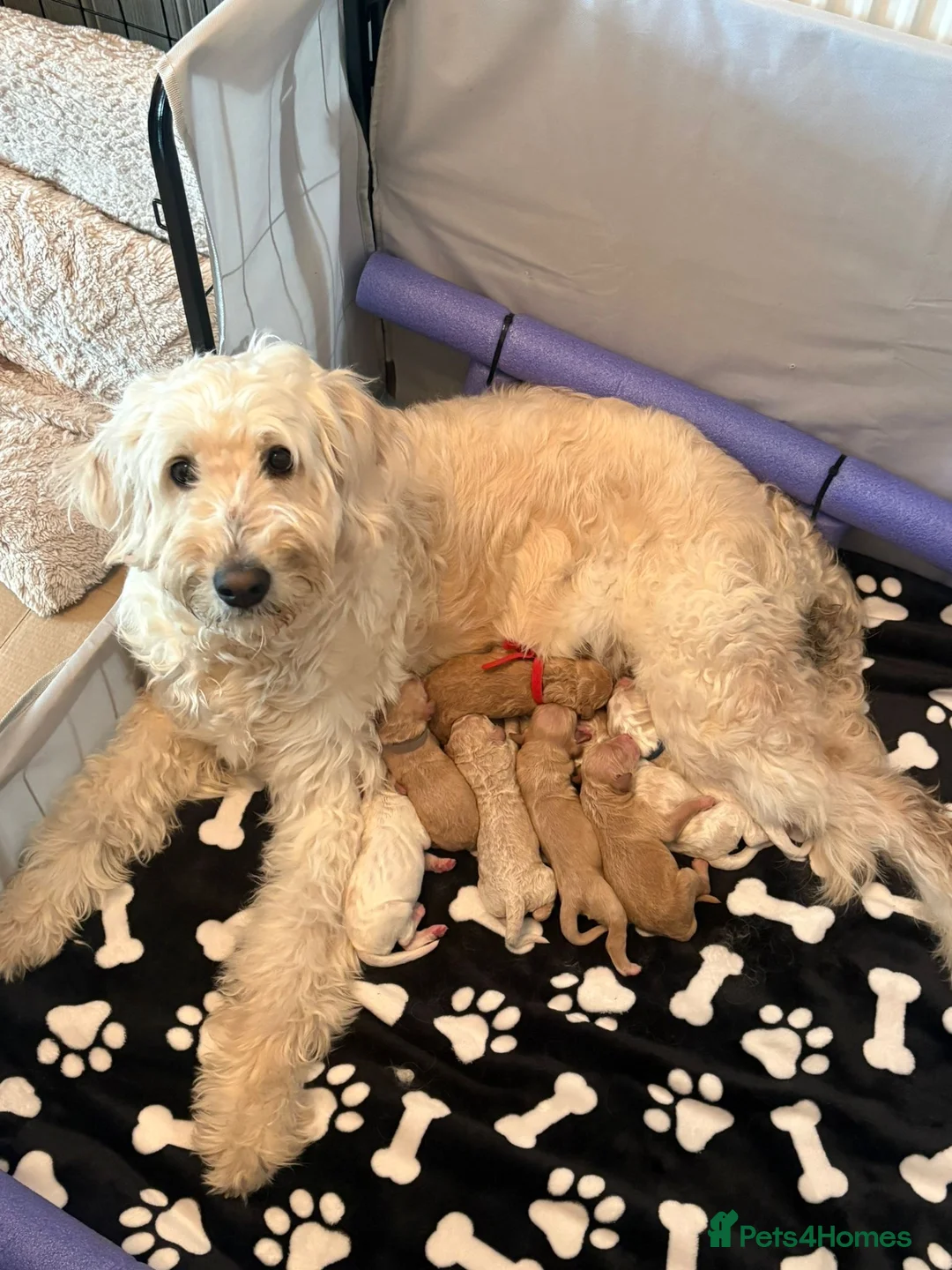 Goldendoodle dogs for sale: Beautiful golden doodle puppies for sale  in Norwich - Advert 33