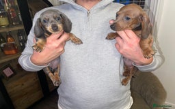 Miniature Dachshund dogs for sale: Beautiful Mini Dachshunds looking for their homes! - Image 12