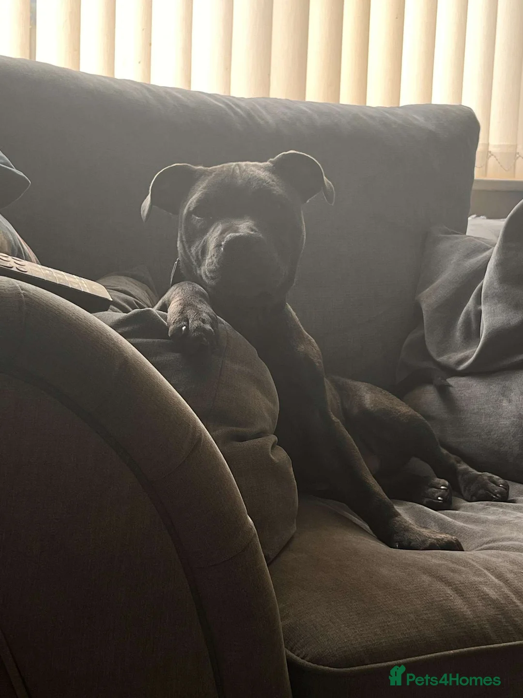 Staffordshire Bull Terrier dogs for sale: Male Blue staffy Troy - Advert 17