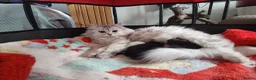 Ragdoll cats for sale: Stunning, Clever & Vocal Male Ragdoll Lynx Kitten - Advert 9
