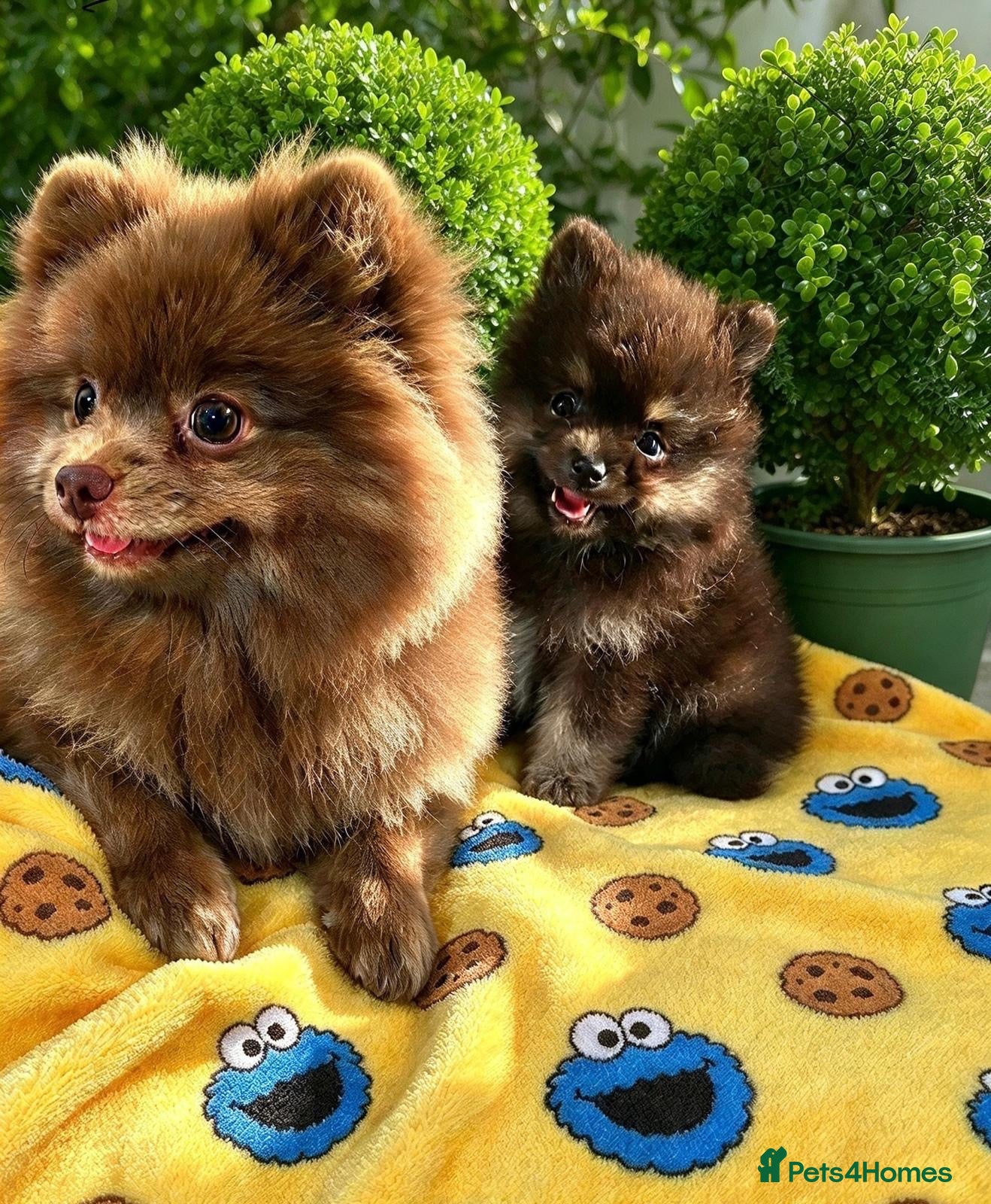 Pomeranian dogs 👀2 🐶 Left  ✨Four Mini Little Gems💎🐾🐶✨💜🧡🩶🤎 - Advert 2