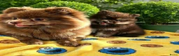 Pomeranian dogs for sale: 👀2 🐶 Left  ✨Four Mini Little Gems💎🐾🐶✨💜🧡🩶🤎 - Advert 3