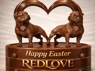 Staffordshire Bull Terrier dogs 🥨THE RED DREAMTEAM.🥨 Exceptional temprements. - Advert 7
