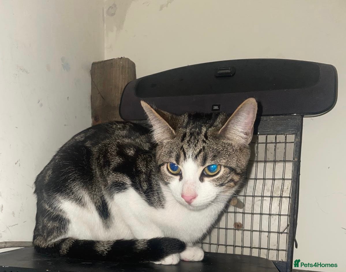 Mixed Breed cats 2 Boy kittens 6month old - Advert 6