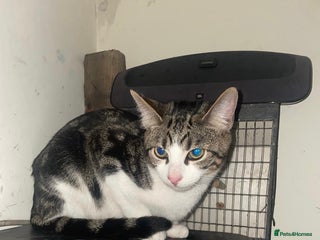 Mixed Breed cats 2 Boy kittens 6month old - Advert 4