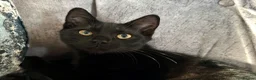 British Shorthair cats for sale: British Shorthair Beautiful kitten LAST ONE £150 - Advert 3