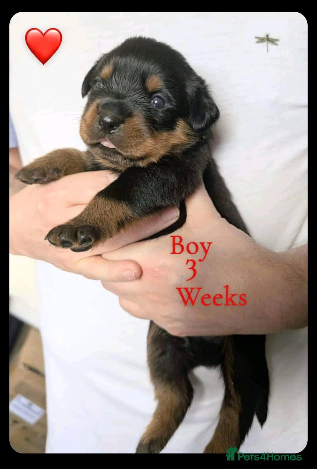 Rottweiler dogs for stud: Rottweiler STUD in Swansea - Advert 26