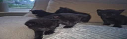 Mixed Breed cats for sale: 5 gorgeous black and white kittens  - Advert 18