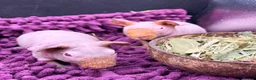 Guinea Pig rodents for sale: Pair of Boy Skinny Pigs - Advert 1