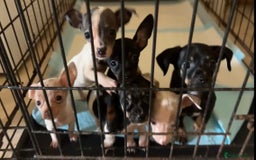 Chiweenie dogs for sale: CHIWEENIES, MICROCHIPPED,VACCINATED,HEALTHCHECKED! - Image 2