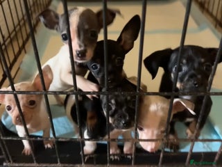 Chiweenie dogs - Advert 5