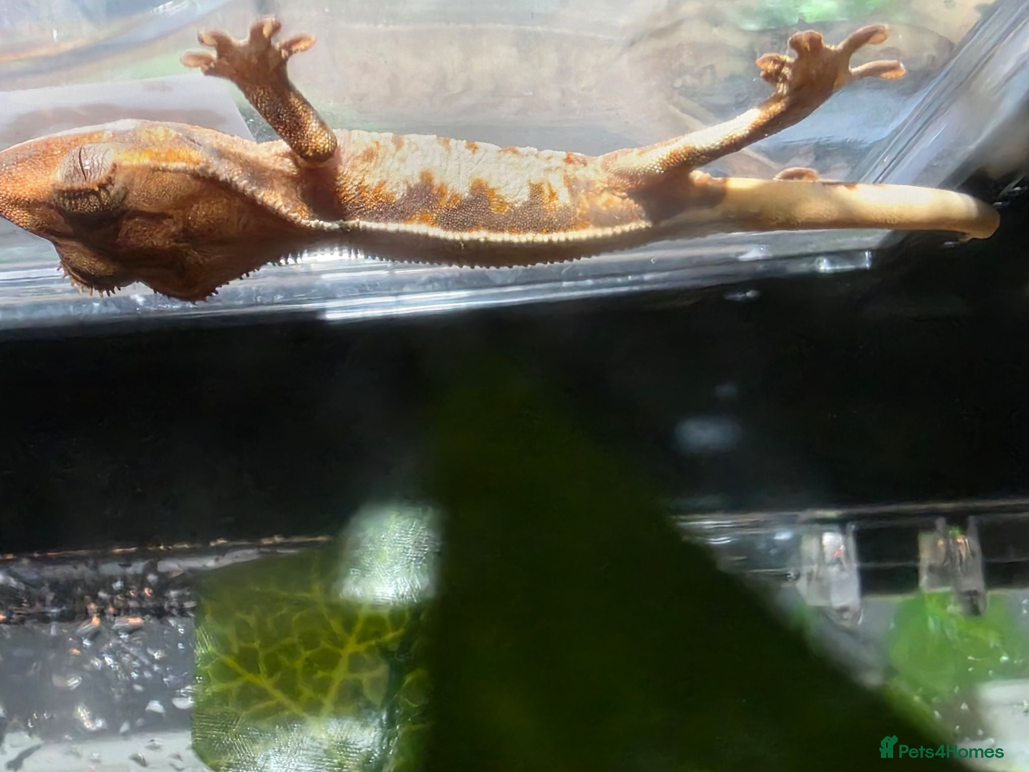 Gecko reptiles Baby crested gecko - Advert 6