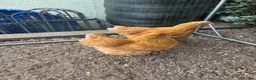 Chickens poultry for sale: Pair of buff Orpingtons - Advert 6