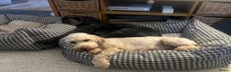 Cockapoo dogs for sale: Lemon Roan Cockapoo very pretty girl  - Advert 9