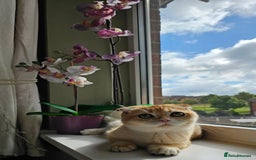 Scottish Fold cats for sale: READY NOW-TICA-SCOTTISH FOLD GIRL  - Image 37