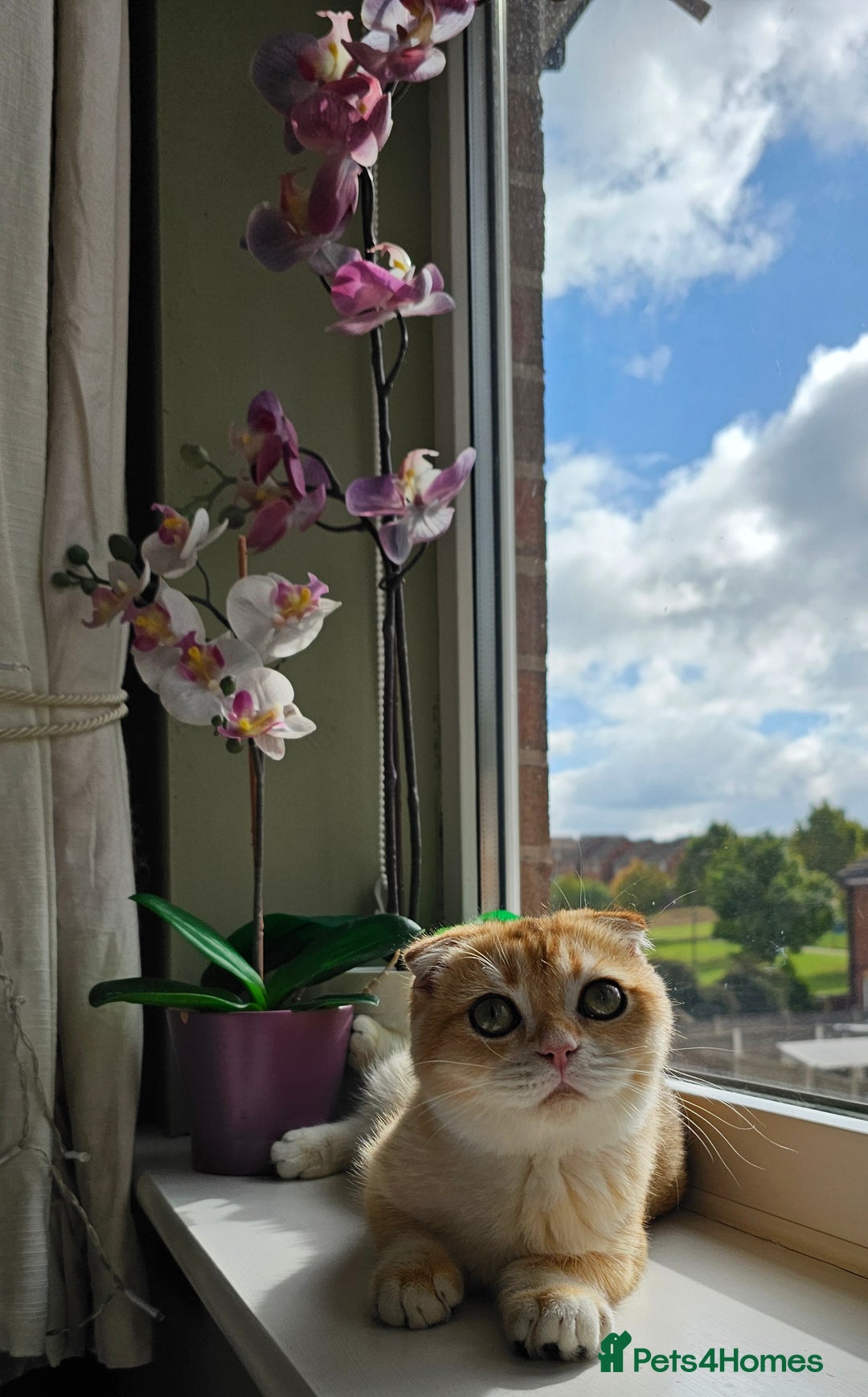 Scottish Fold cats for sale: READY NOW-TICA-SCOTTISH FOLD GIRL  - Image 37