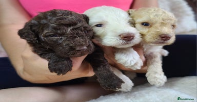 Cockapoo dogs - Advert 6