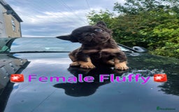 French Bulldog dogs for sale: 💕Gorgeous Fluffy Frenchies💖✅ - Image 1