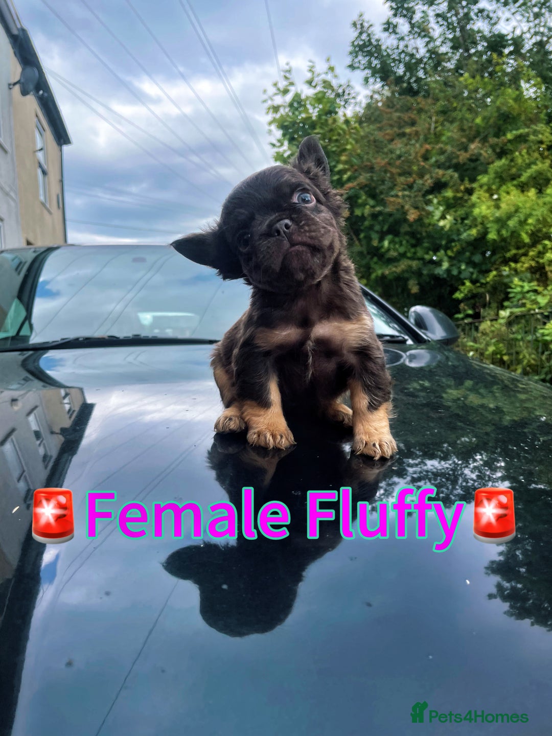 French Bulldog dogs for sale: 💕Gorgeous Fluffy Frenchies💖✅ - Image 1
