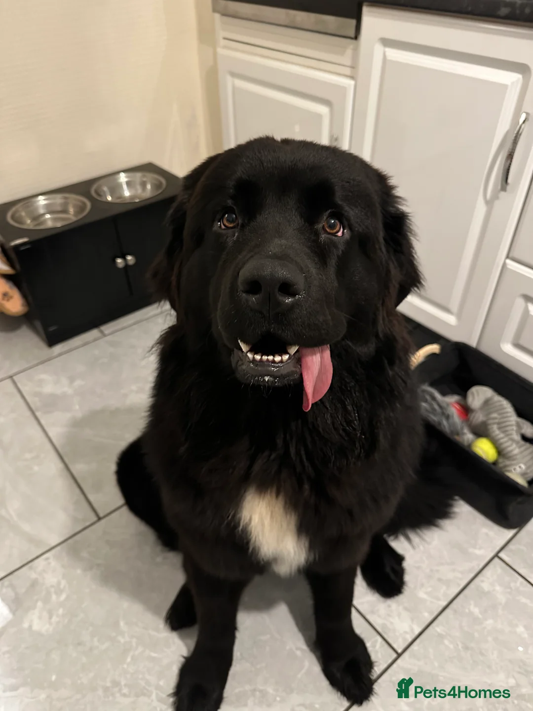 Newfoundland dogs for sale: Purebred Newfoundland Puppies due Feb 2026 - Advert 2