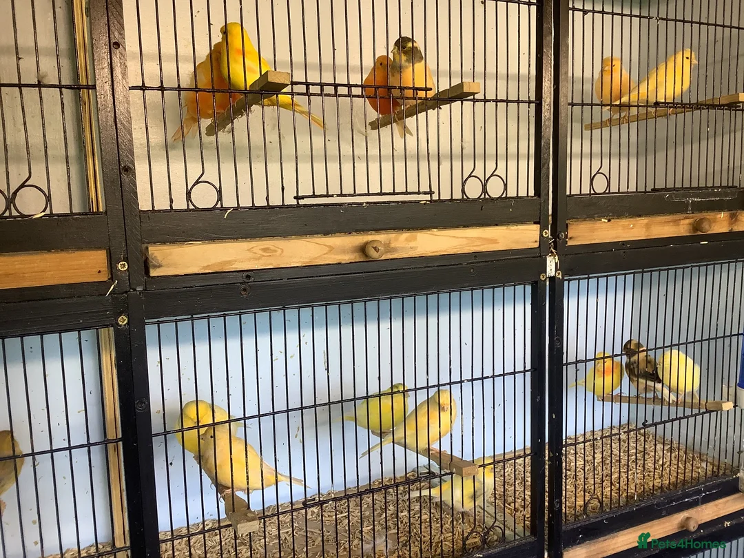 Mixed Breed birds for sale: Canary’s for sale in Eye - Advert 2