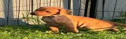 Labrador Retriever dogs for sale: F1 Labrador x Vizsla - Advert 1
