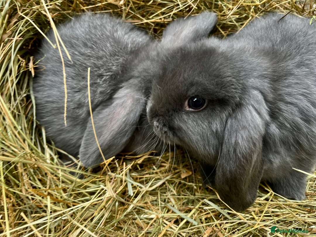 Mini Lop rabbits for sale: Mini lop rabbits - Advert 1